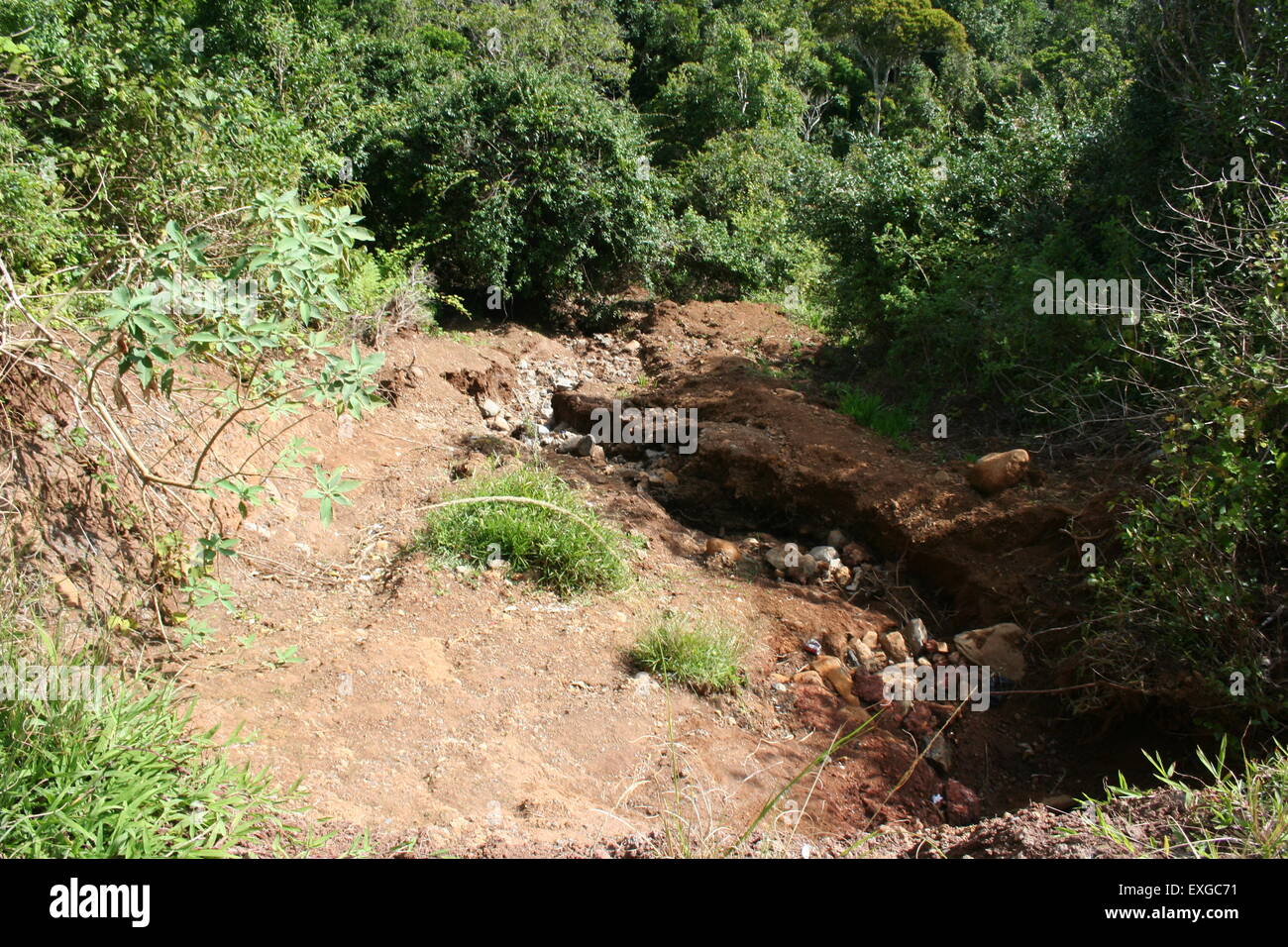 Foresta a chamrel in Mauritius Foto Stock