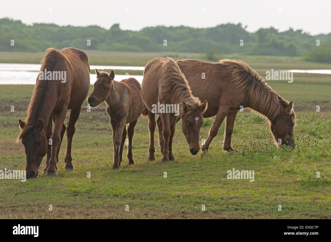 Cavallo in India Foto Stock