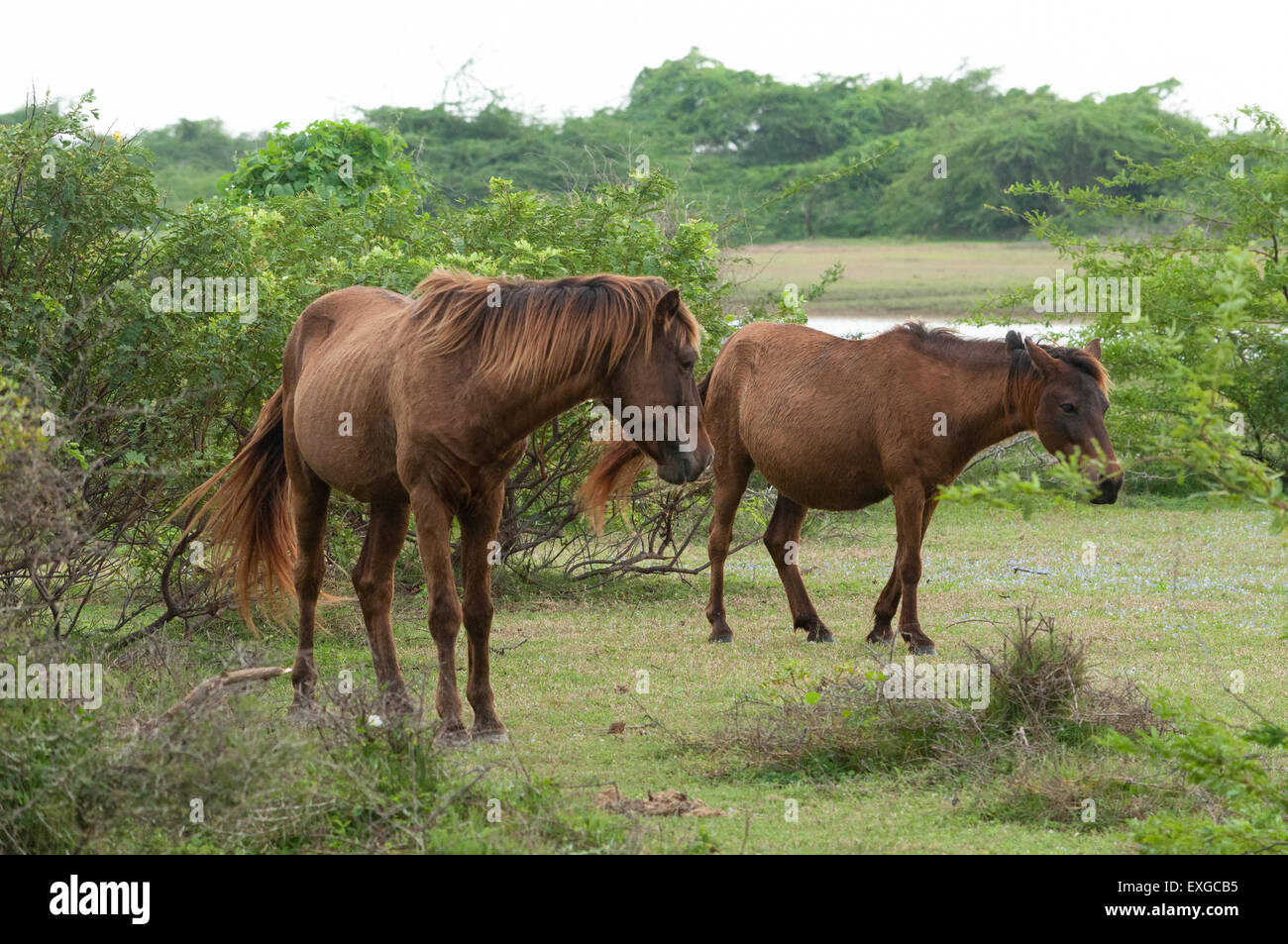 cavallo in India Foto Stock