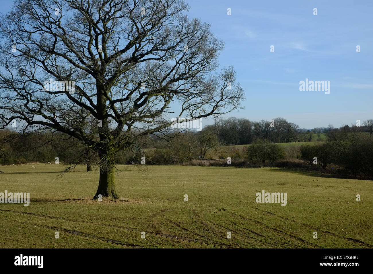 Struttura ad albero singolo e recentemente seminativi Foto Stock