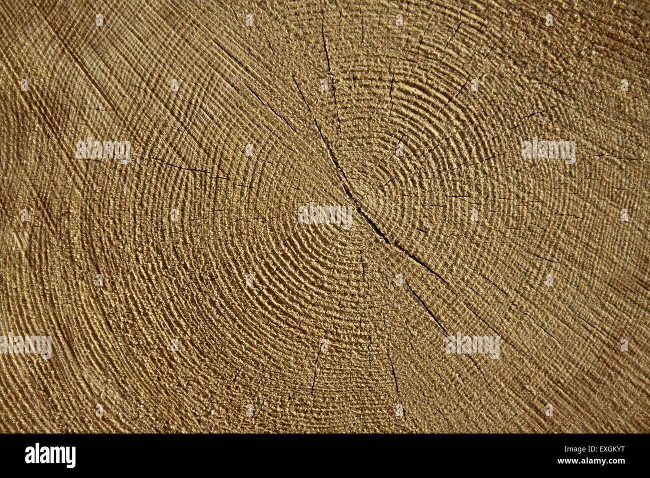 La fetta di legname,naturale sfondo di legno Foto Stock