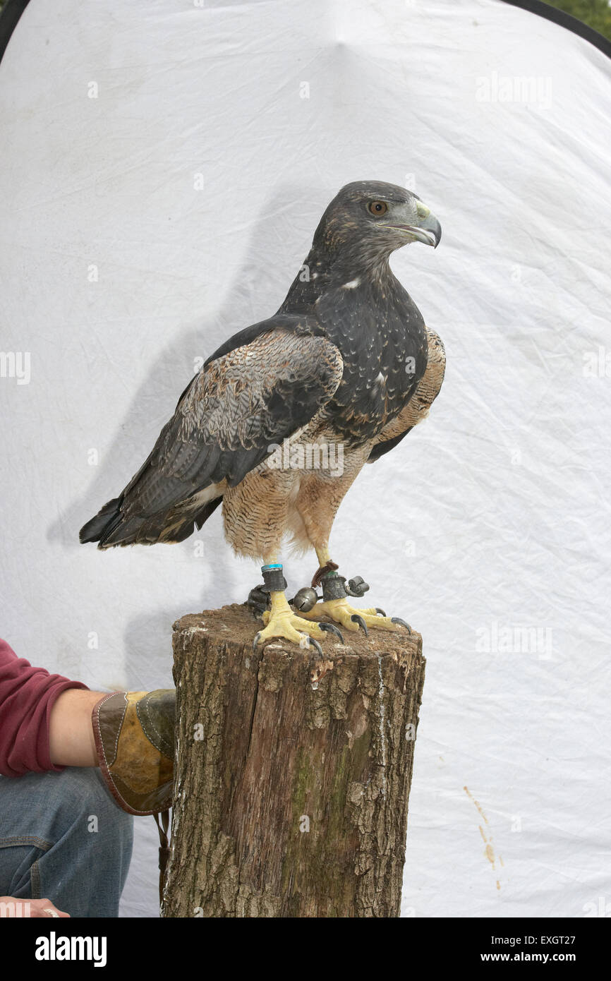 Nero-chested Buzzard Eagle (Geranoaetus melanoleucus) appollaiate sul tronco di albero Foto Stock