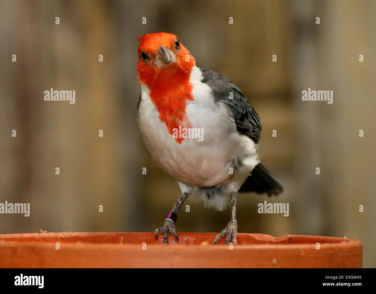 Close-up del Sud Americano rosso cardinale crestato (Paroaria coronata) - Captive Bird all avifauna Zoo di uccelli, Paesi Bassi Foto Stock