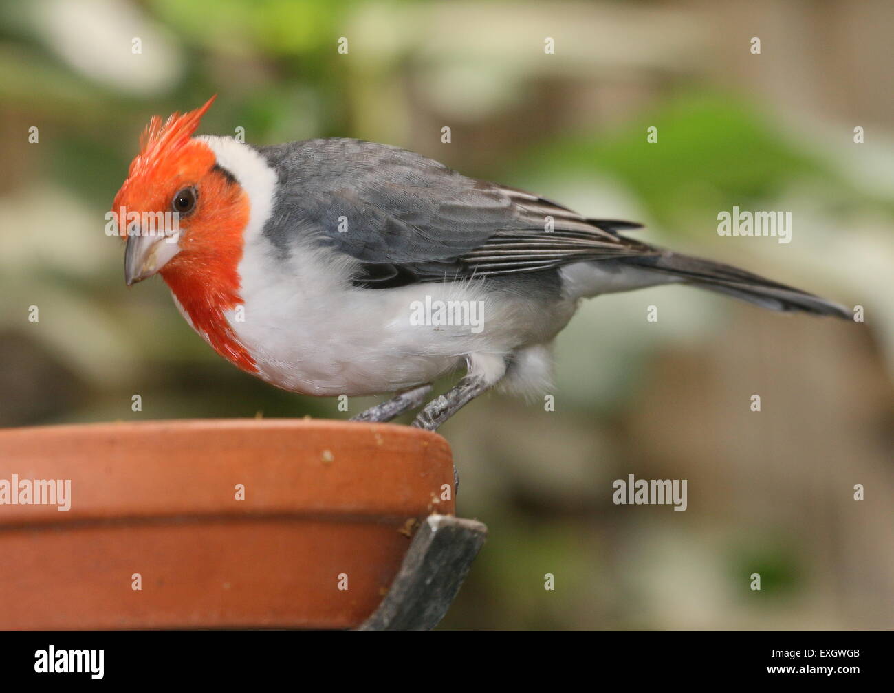 Close-up del Sud Americano rosso cardinale crestato (Paroaria coronata) - Captive Bird all avifauna Zoo di uccelli, Paesi Bassi Foto Stock