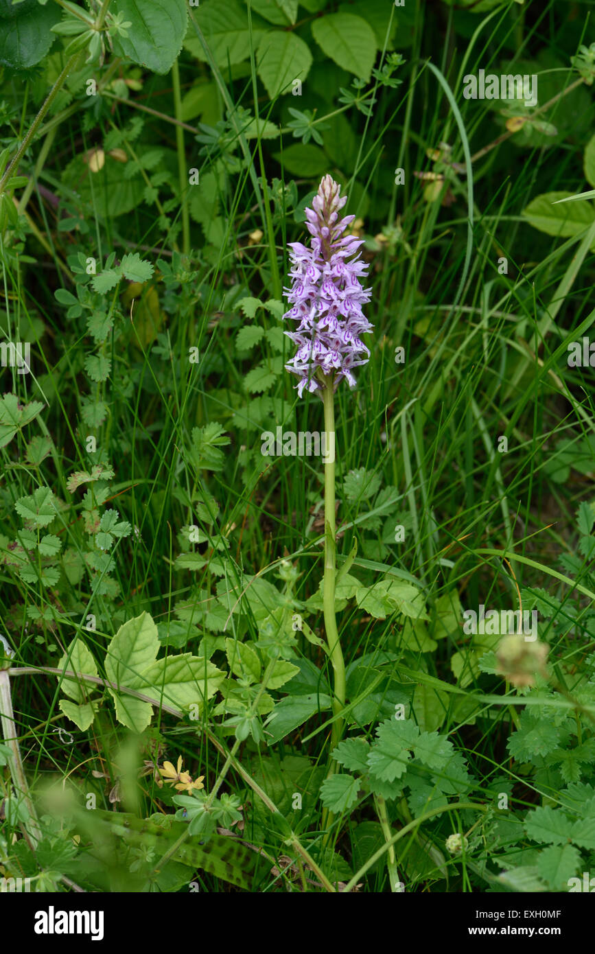 Avvistato comune, orchidea Dactylorhiza fuchsii, fiore spike tra downland vegetazione, Berkshire, Juneleaf Foto Stock