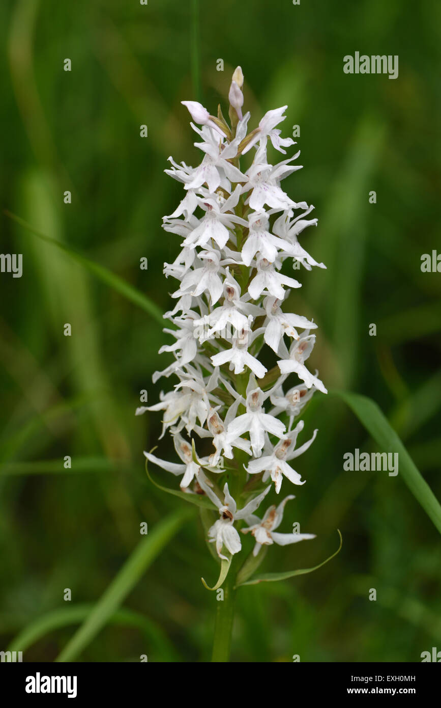 Avvistato comune, orchidea Dactylorhiza fuchsii,, un pallido quasi bianco fiore formare fra di downland vegetazione, Berkshire, Giugno Foto Stock