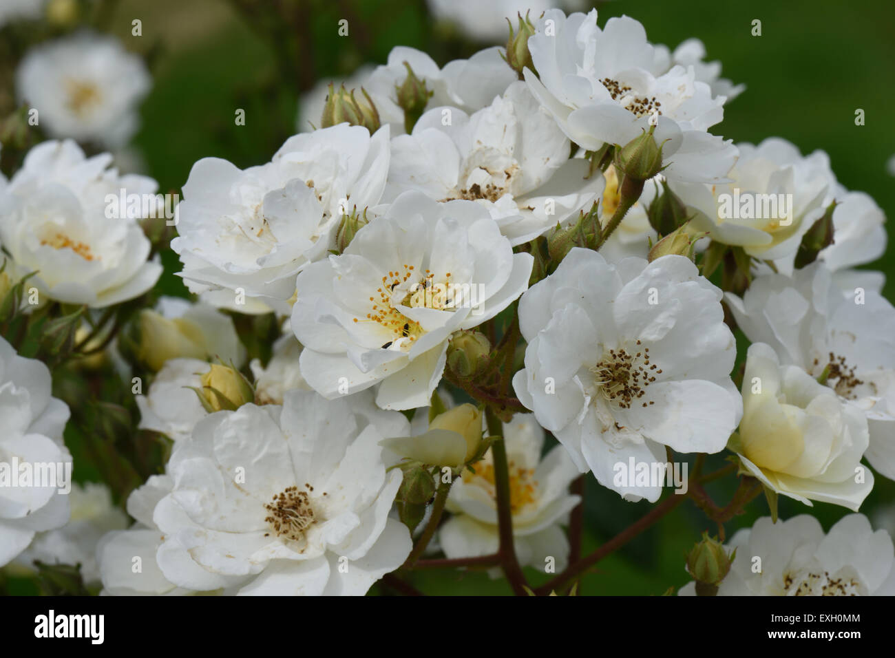 Fiori bianchi di un Rambling Rector rose con il polline di coleotteri, Berkshire, Giugno Foto Stock