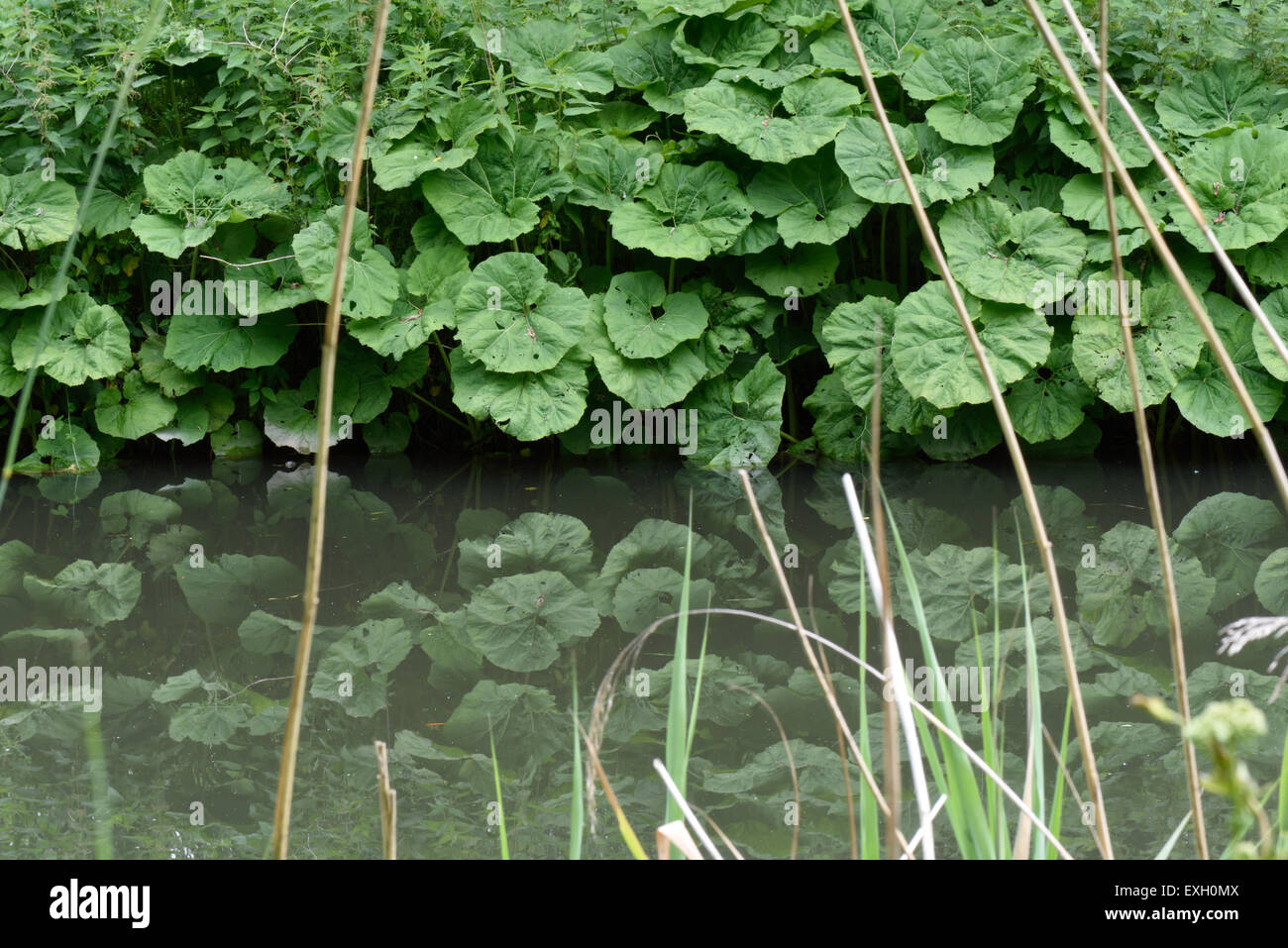 Butterbur comune, Petasites hybridus, grandi foglie riflessa nell'acqua ancora di Kennet and Avon canal dopo che le piante di ha Foto Stock Butterbur comune, Petasites hybridus, grandi foglie riflessa nell'acqua ancora di Kennet and Avon canal dopo che le piante di ha Foto Stock