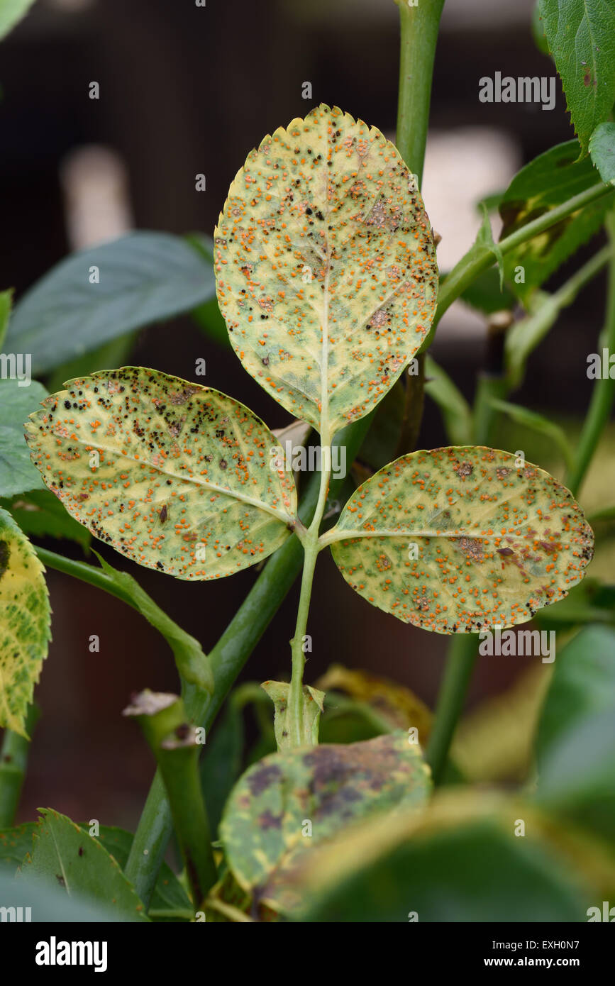 Ruggine di Rose , Phragmidium mucronatum, pustole (urediospores, teliospores) formata sulla parte inferiore della superficie di foglia di una pianta ornamentale rose Foto Stock