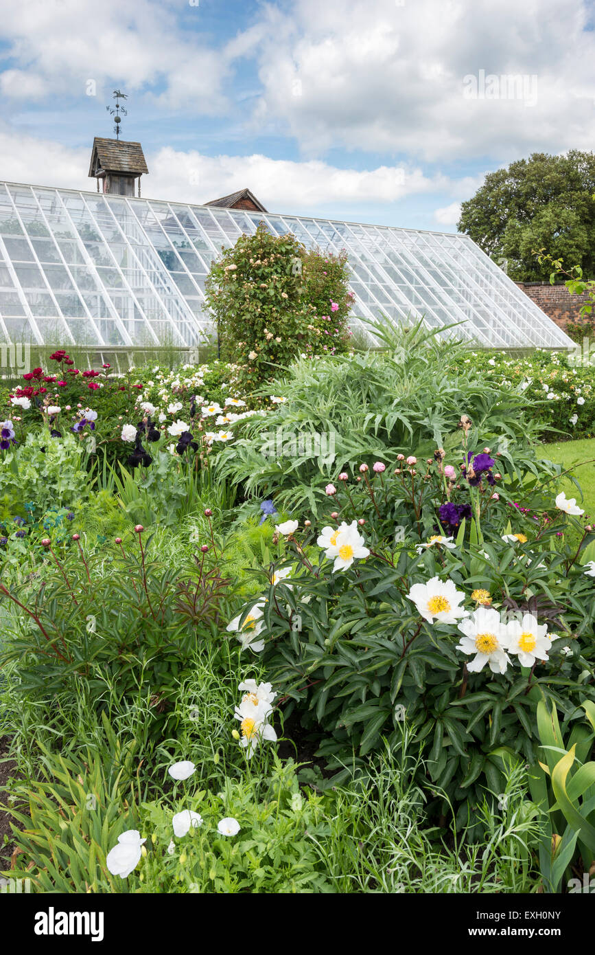 Inizio estate fiori tra cui le peonie e Iris in confini in Arley Hall giardini nel Cheshire, Inghilterra. Foto Stock