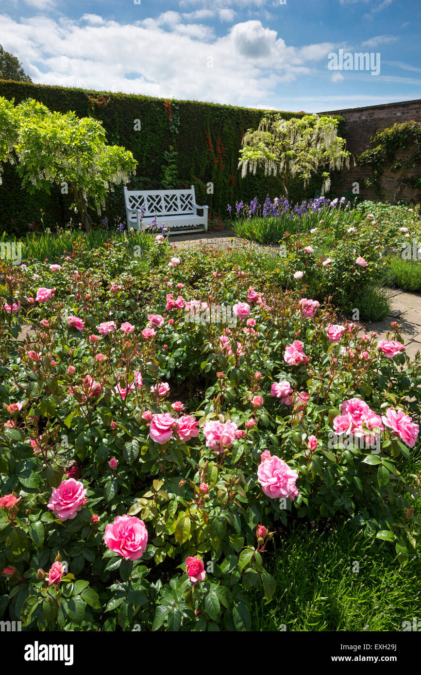 Il giardino di bandiera a Arley Hall nel Cheshire. Estate le rose in fiore. Foto Stock