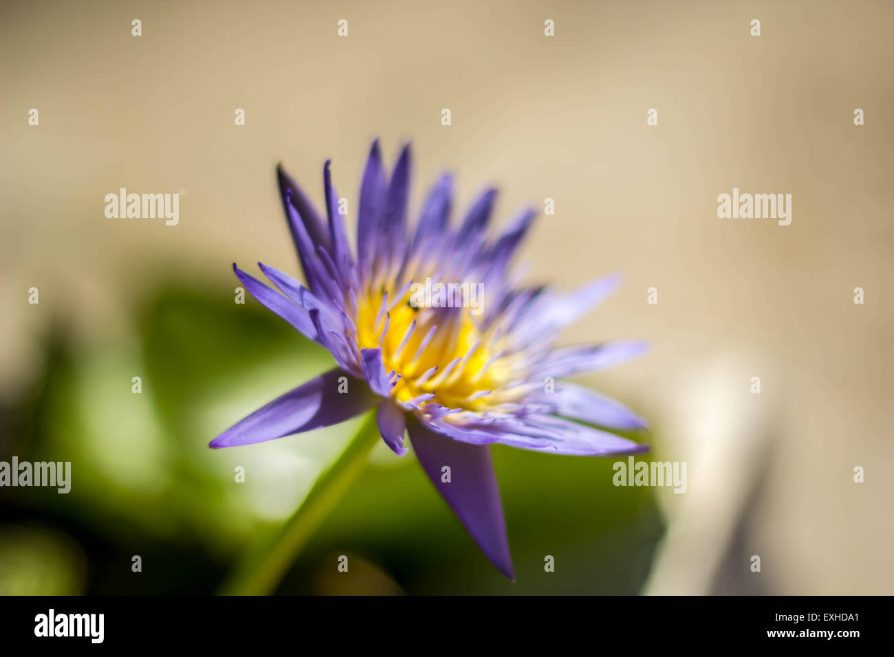 Fiore, acqua, all'aperto, closeup, bagnato, fioritura, acquatico, naturale Foto Stock