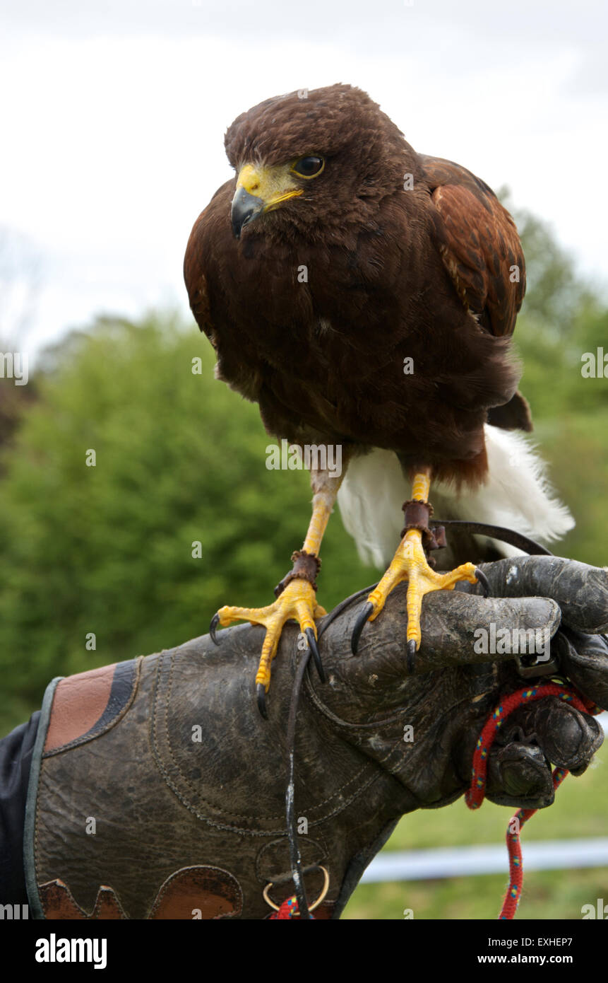 Harris Hawk in un gestore di guanto Foto Stock