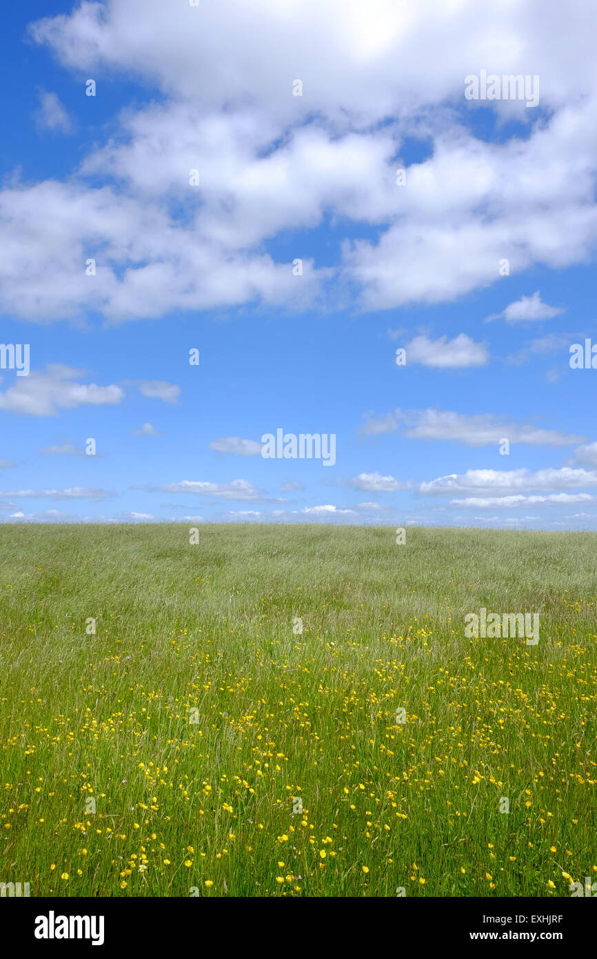 Prato estivo e cielo blu vicino Longnor nel Peak District, REGNO UNITO Foto Stock