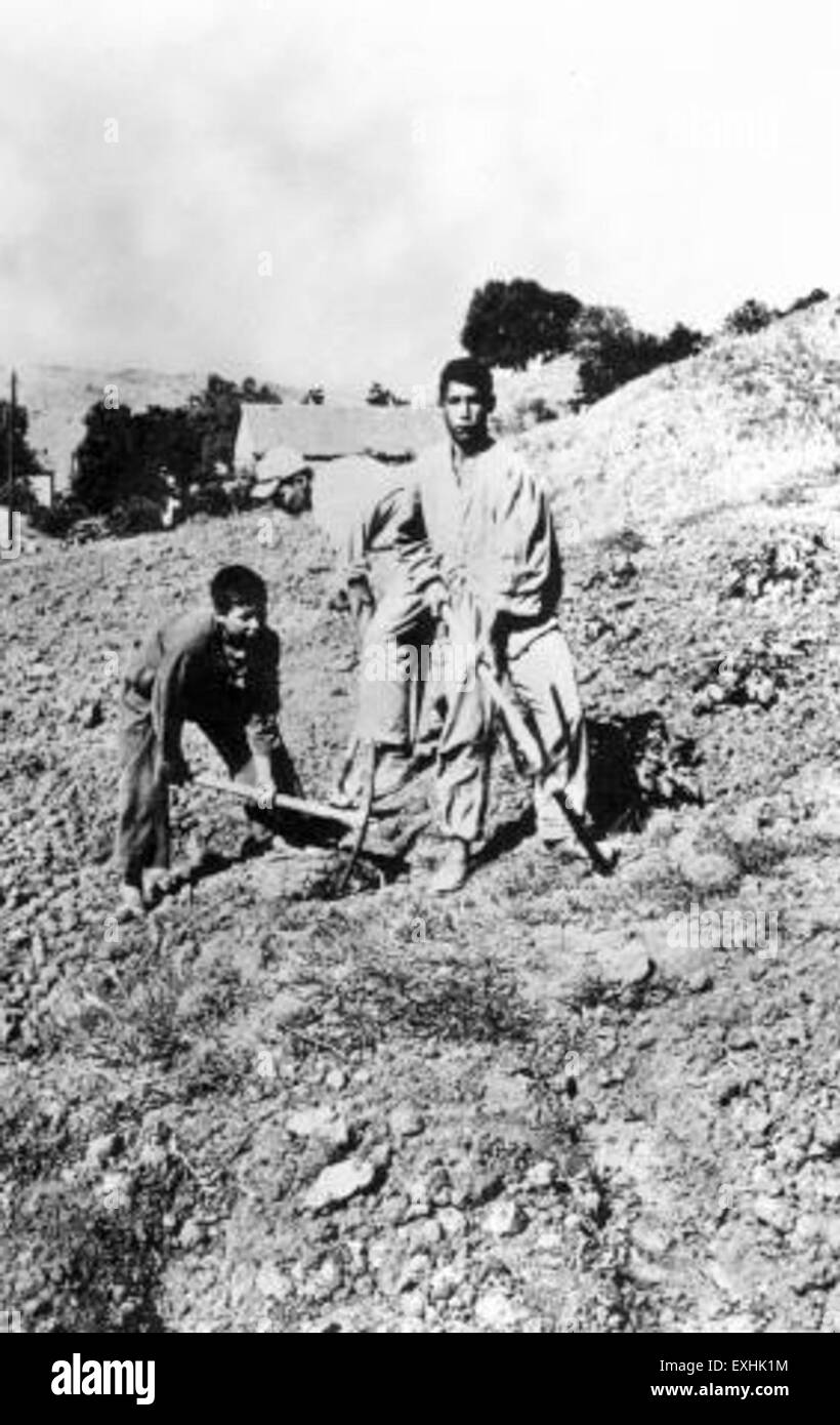 Questo progetto agricolo in Media, Algeria, è guidato dal Consiglio mennonita delle missioni. Coinvolge ragazzi volontari che lavorano su compiti agricoli, concentrandosi sull'agricoltura sostenibile e sullo sviluppo della comunità nella regione. Foto Stock