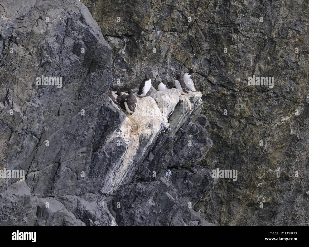 Guillemots comune (Uria aalge) nidificazione sulla South Western scogliere di Hirta. Hirta, St Kilda, Scotland, Regno Unito. 08LUG15 Foto Stock