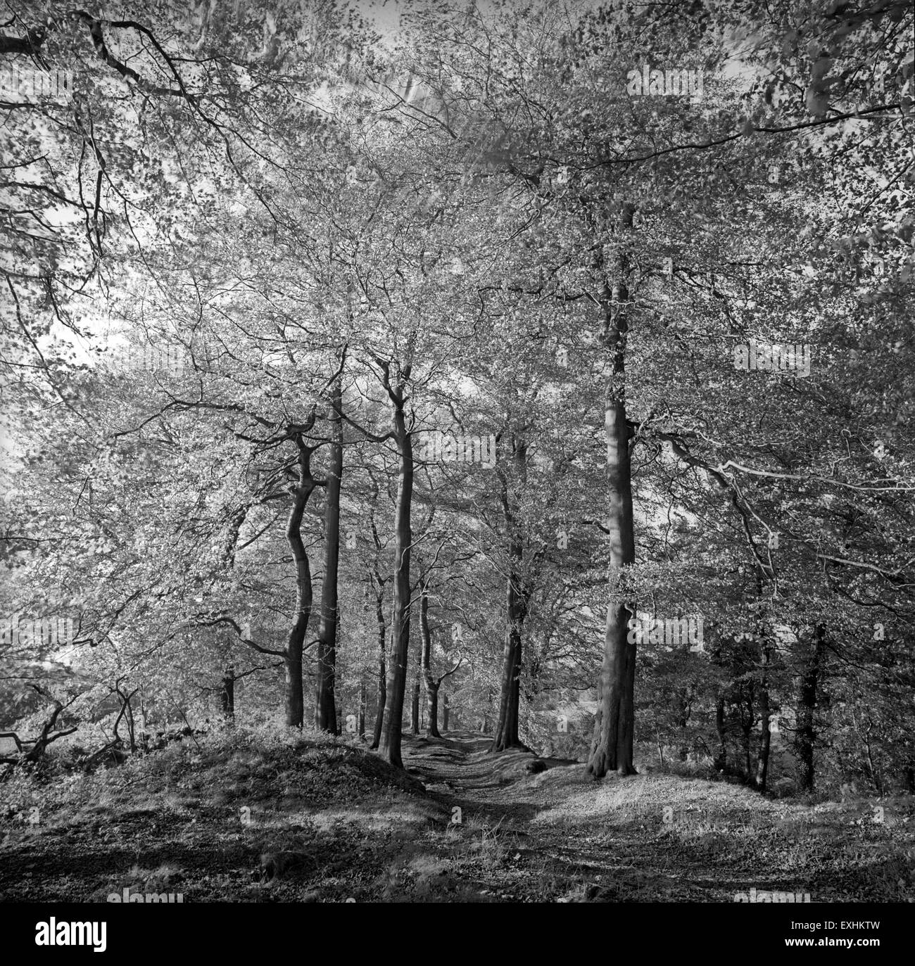 Regno Unito, Inghilterra, Cheshire, Alderley Edge, il percorso attraverso il bosco di faggio accanto ad artisti' Lane, Nether Alderley Foto Stock