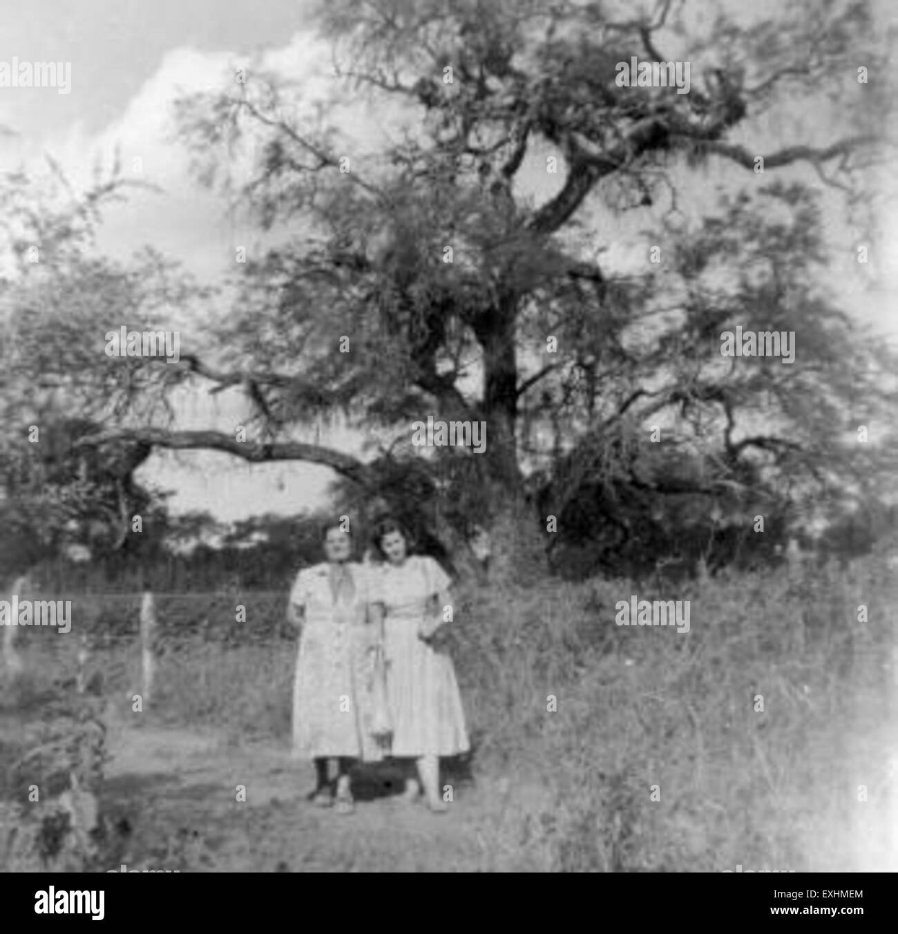 Un'immagine dell'albero dell'Algaroba, originario della regione del Chaco in Argentina. Noto per il suo legno duro e la sua resilienza, l'albero svolge un ruolo chiave nell'ecosistema locale e nell'agricoltura. Foto Stock