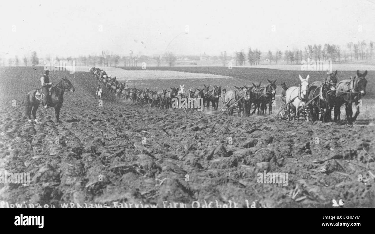 Un contadino che ara un campo alla fattoria WP Adams Fairview a Odebolt, Iowa, in una fotografia della metà del XX secolo, che illustra la vita rurale e l'agricoltura. Foto Stock