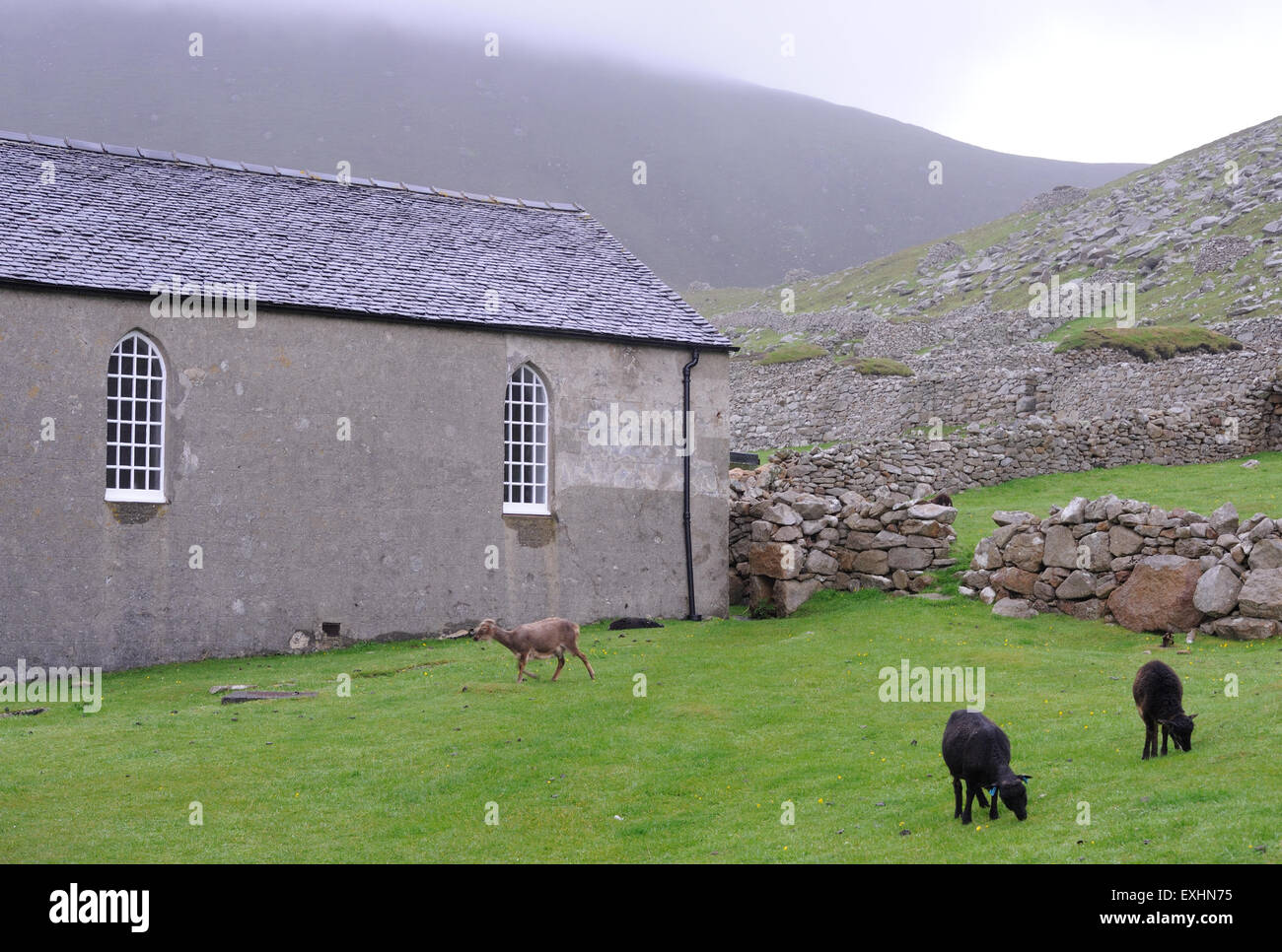 Soay pecore al pascolo davanti alla chiesa. Hirta, St Kilda, Scotland, Regno Unito. Foto Stock