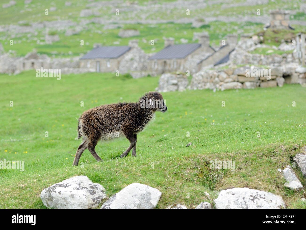 Pecore Soay sono una razza addomesticati di sheeo (Ovis aries) discende da ovini selvatici sull isola di Soay . Foto Stock