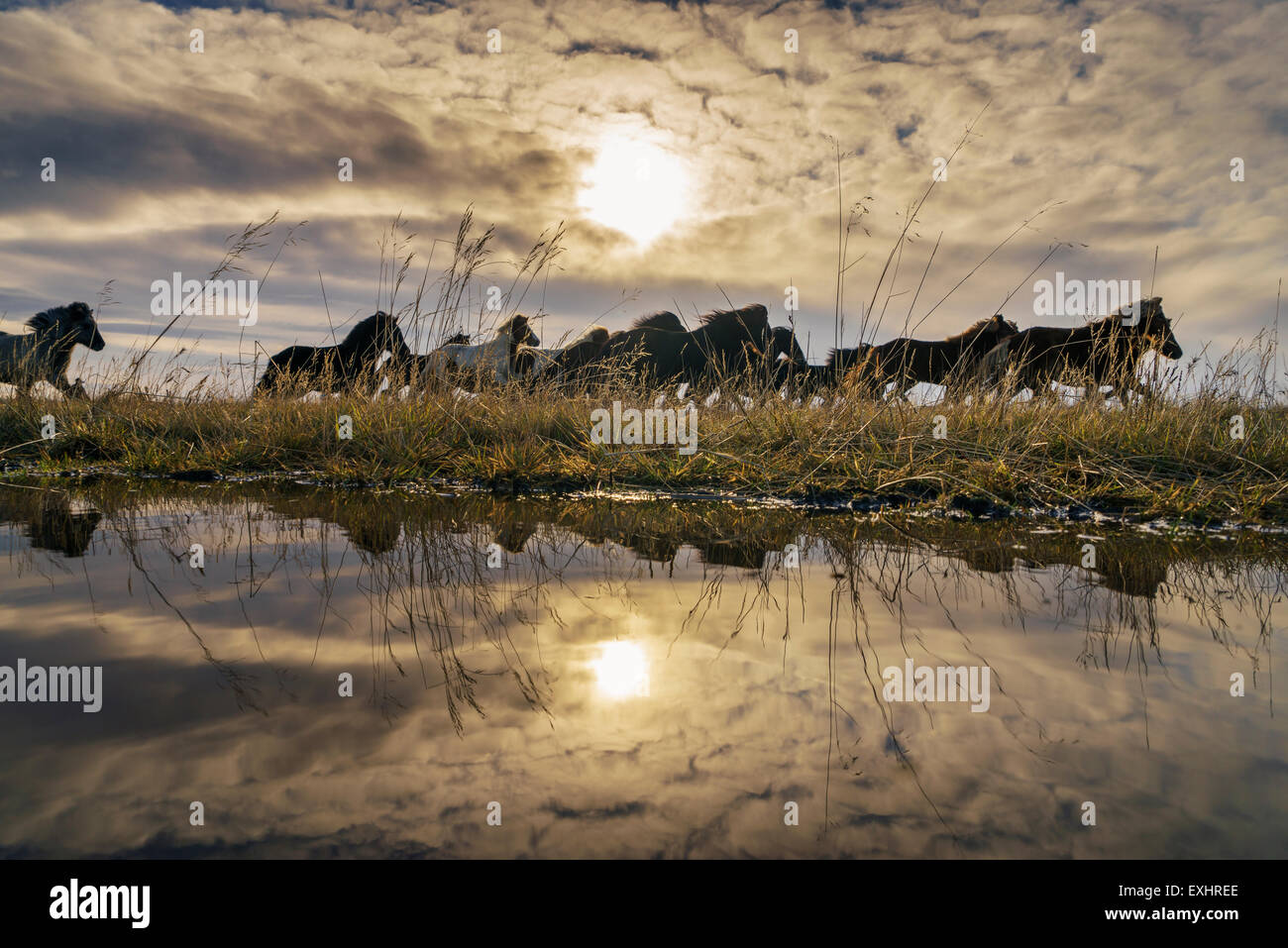 Cavalli in esecuzione in campagna, Snaefellsnes Peninsula, Islanda Foto Stock