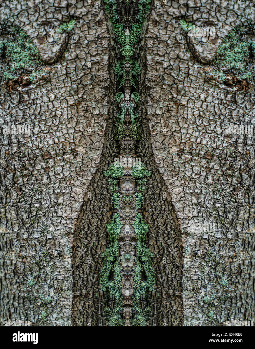 Betulla, composito digitale, Islanda Foto Stock