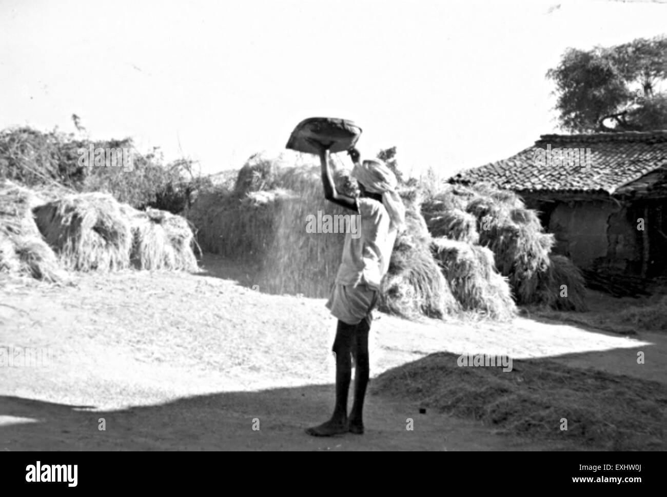 Questa fotografia cattura una tradizionale scena di vino del riso in India nel 1952. L'immagine mostra la pratica agricola di separare il grano di riso dalla buccia, un passo importante nella coltivazione del riso. Foto Stock