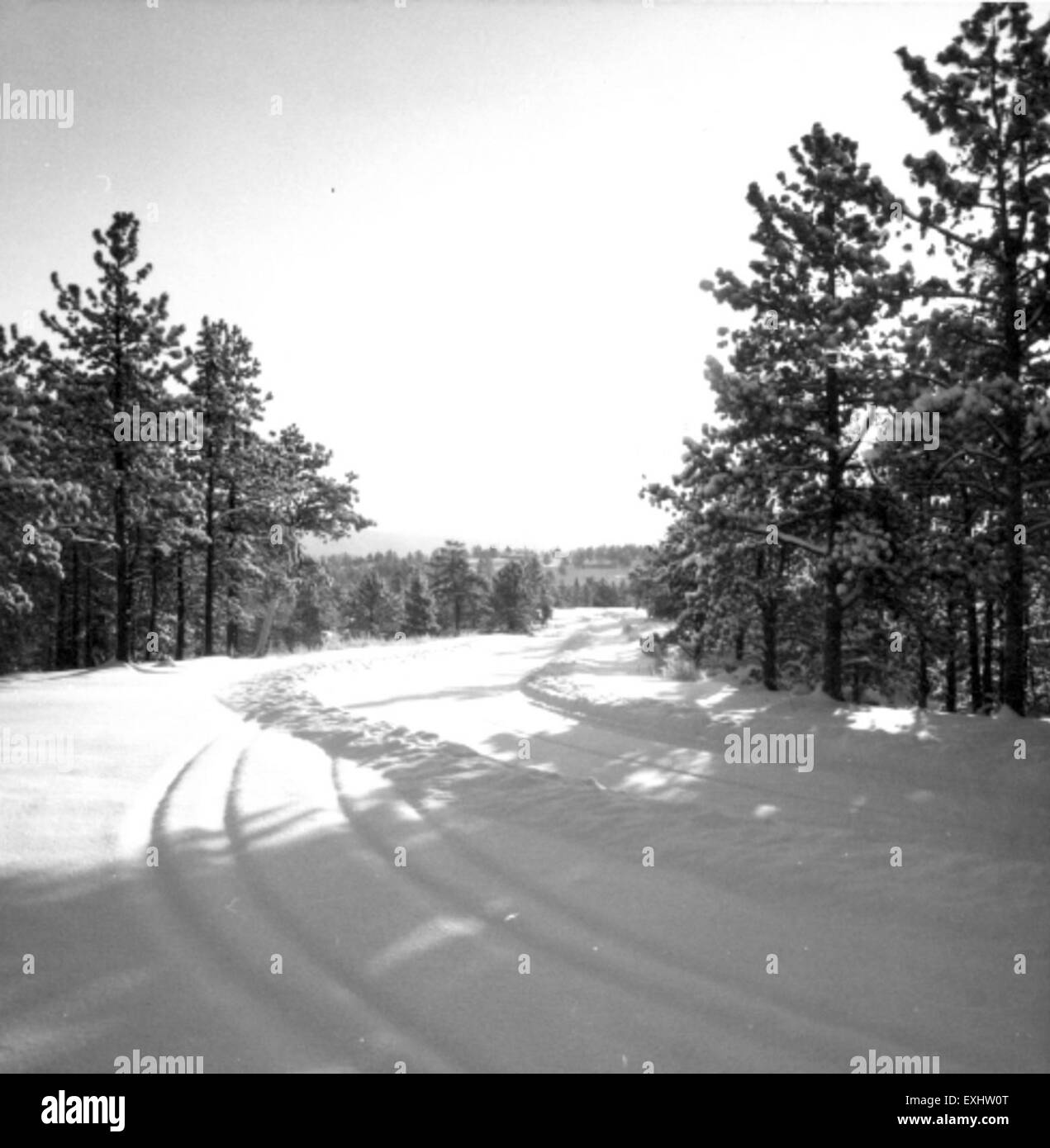 Una tranquilla scena invernale catturata al Woodland Park, che mostra la bellezza della natura nei mesi più freddi. La composizione mette in evidenza alberi innevati e la quiete del paesaggio, evocando un'atmosfera tranquilla e invernale. Foto Stock