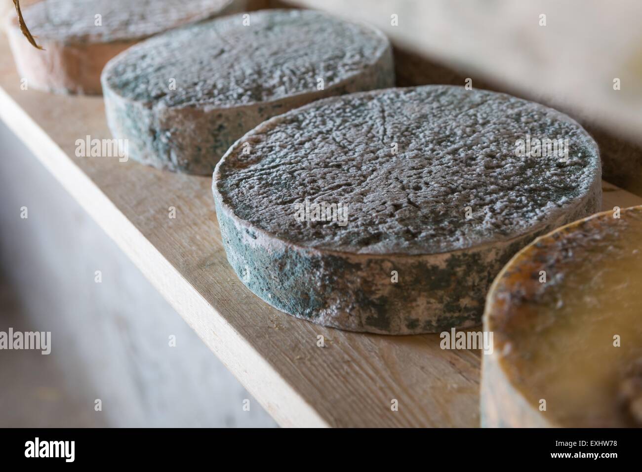 Formaggio di capra stagionatura in cantina. Studio riprese con una luce mistica traducano. Foto Stock