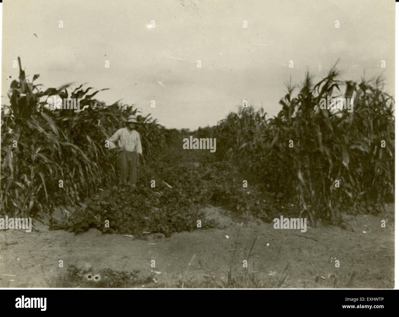 L'immagine raffigura un predicatore mennonita di Bergthal, in Paraguay, in piedi in un campo di grano. Questa scena evidenzia il legame della comunità mennonita con l'agricoltura e le loro tradizioni culturali. Foto Stock