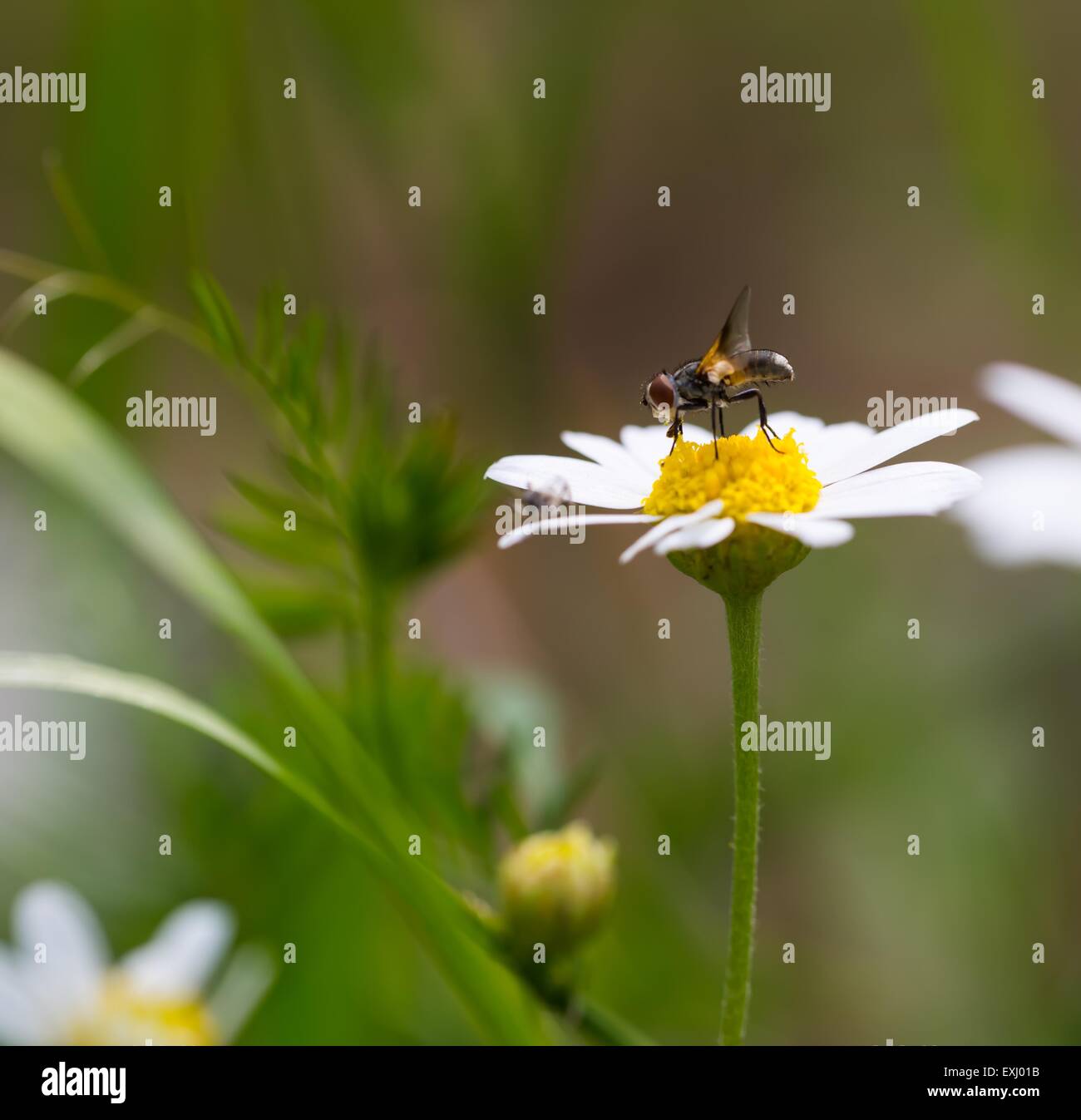 Fly seduto sulla pianta. Close up di insetti fotografati in natura. Foto Stock
