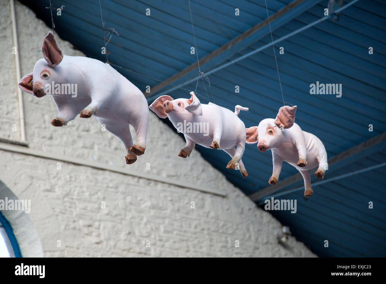 Ai maiali volanti all'interno mercato edificio Hall, Abergavenny, Monmouthshire, South Wales, Regno Unito Foto Stock