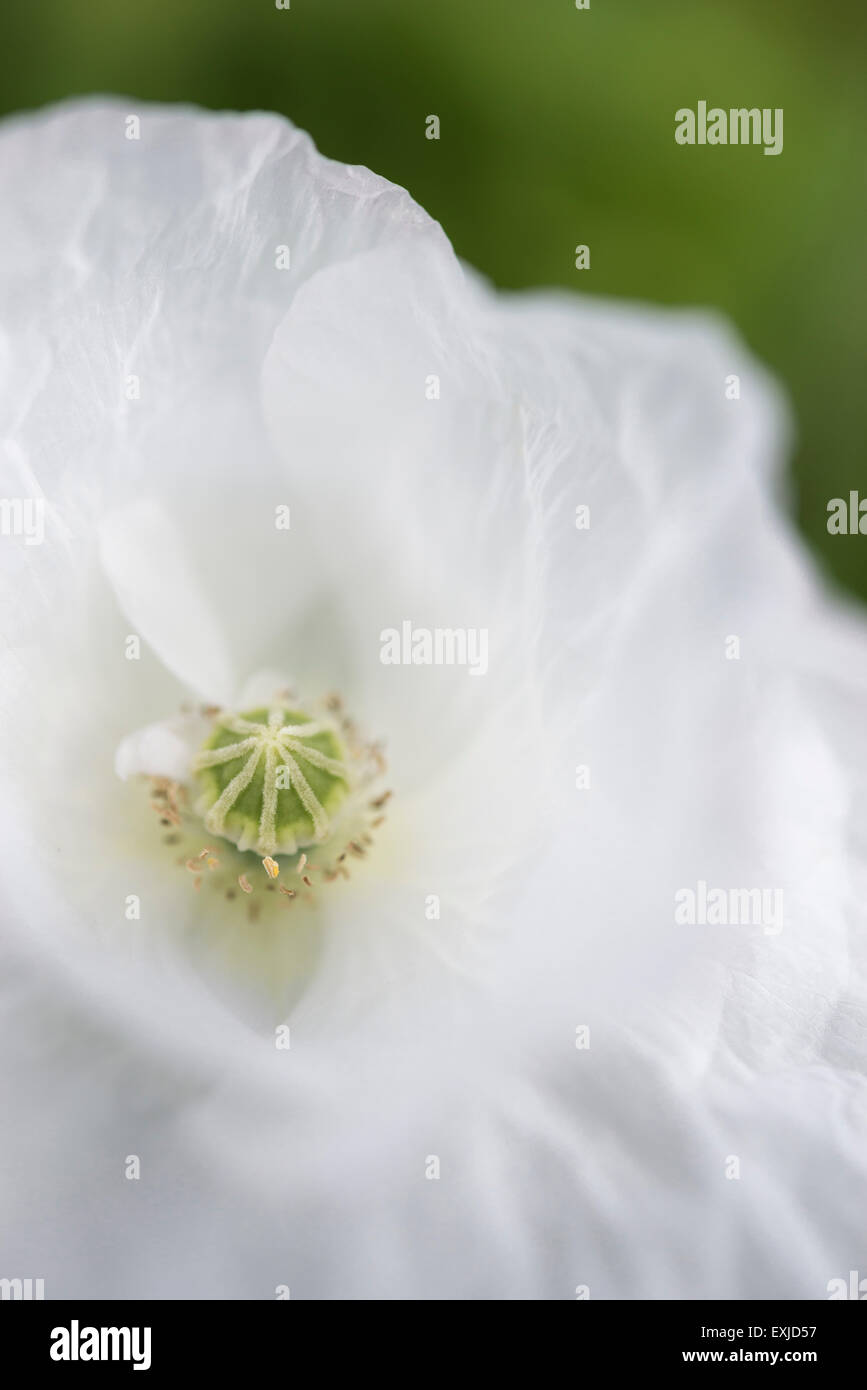 Sognante, morbido bianco fiore di papavero visto in stretta verso l'alto. Foto Stock