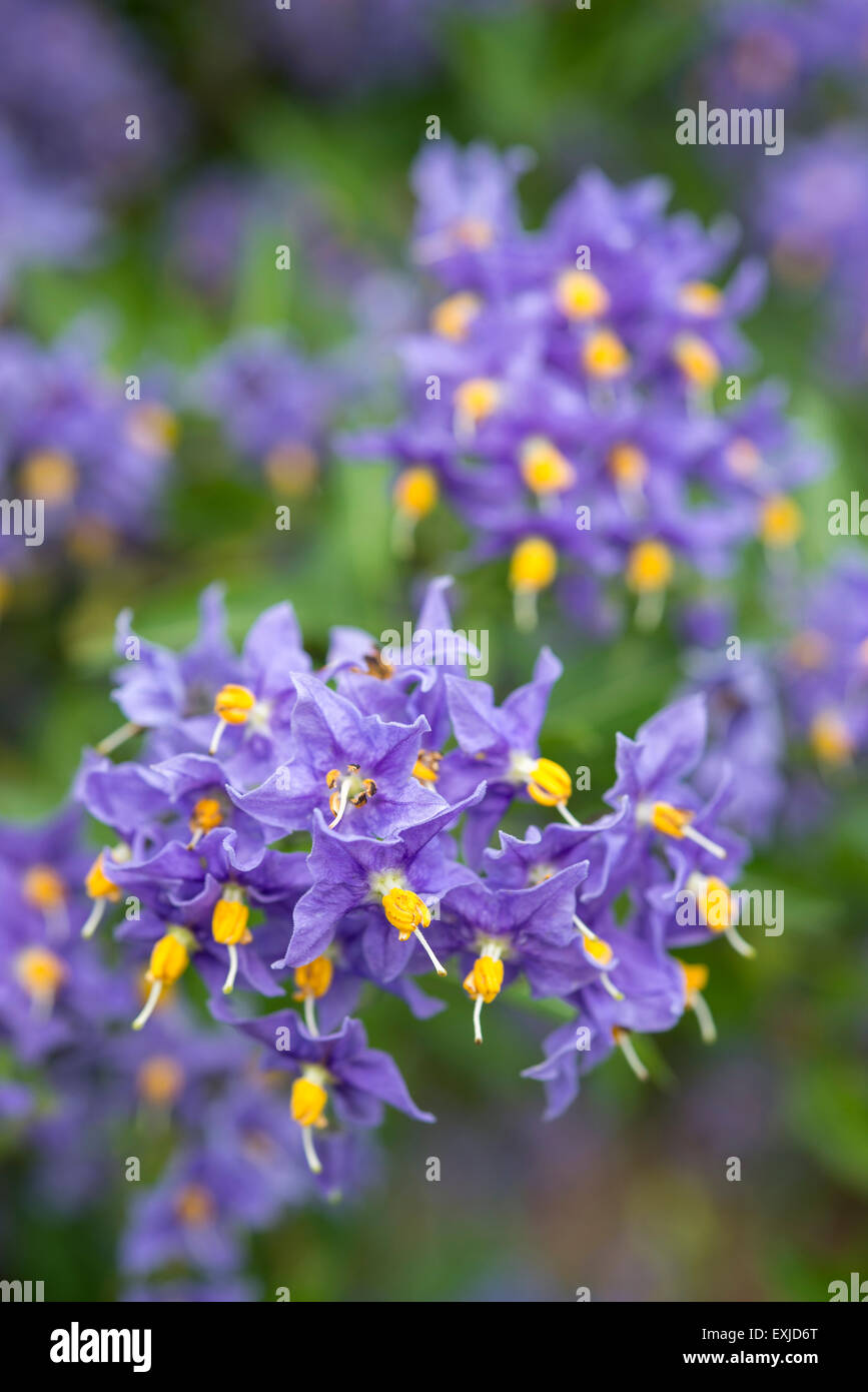 Solanum crispum 'Glasnevin' fiori in close up. Una fioritura di arbusti o scalatore che fiorisce in estate precoce. Foto Stock