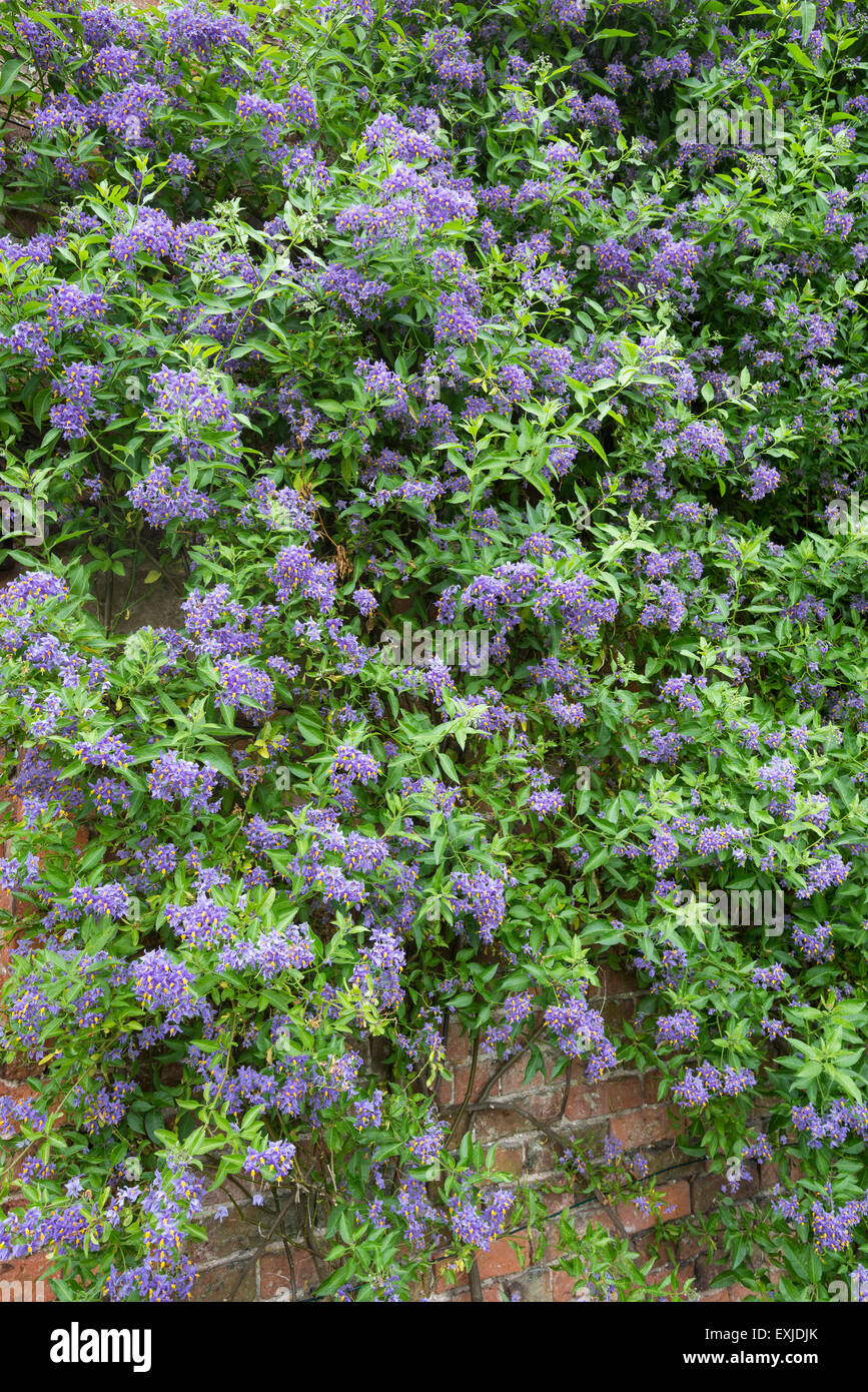 Solanum crispum 'Glasnevin' crescente contro una parete. Una fioritura di arbusti o scalatore che fiorisce in estate precoce. Foto Stock