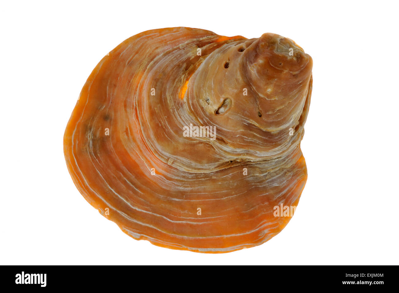 Oyster sella / Jingle shell (Anomia ephippium) su sfondo bianco Foto Stock