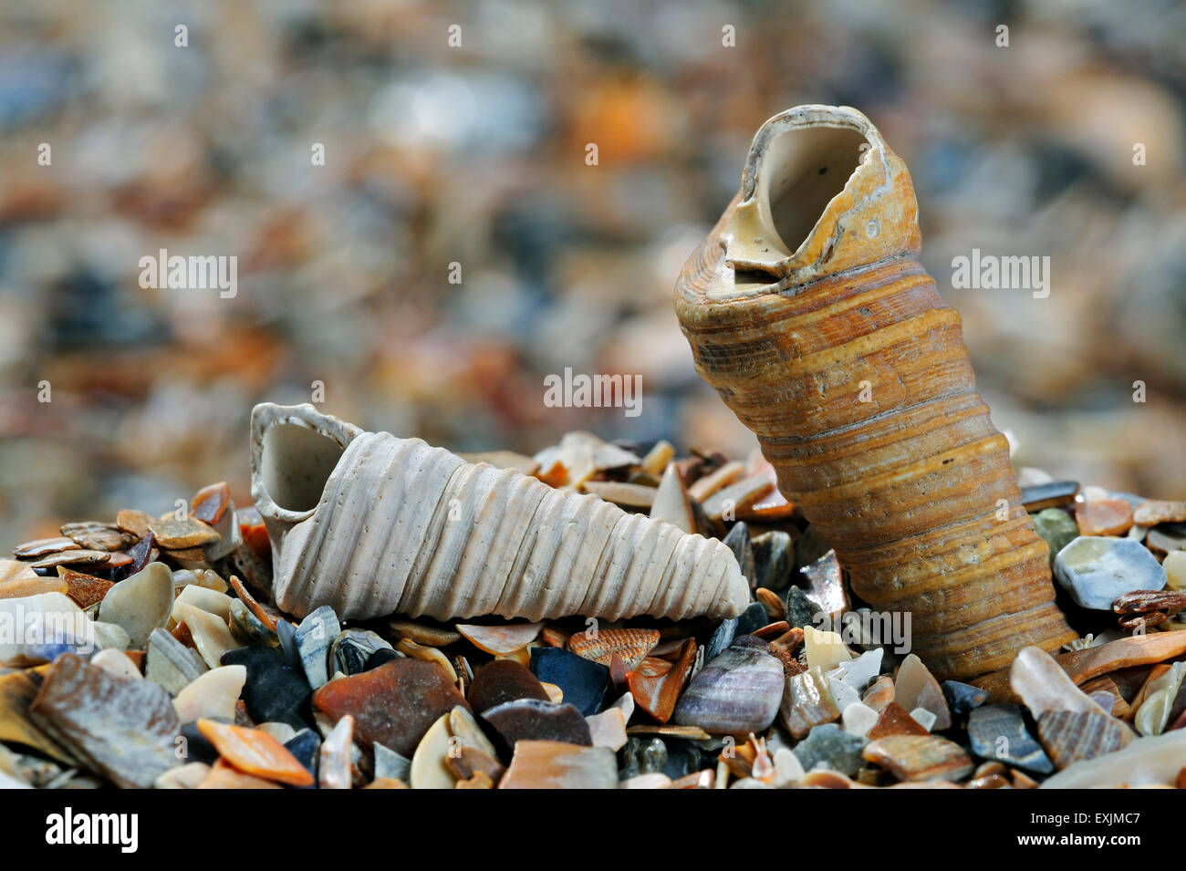 La torretta-guscio / guscio della coclea / torre comune shell (Turritella communis) Fossili sulla spiaggia Foto Stock