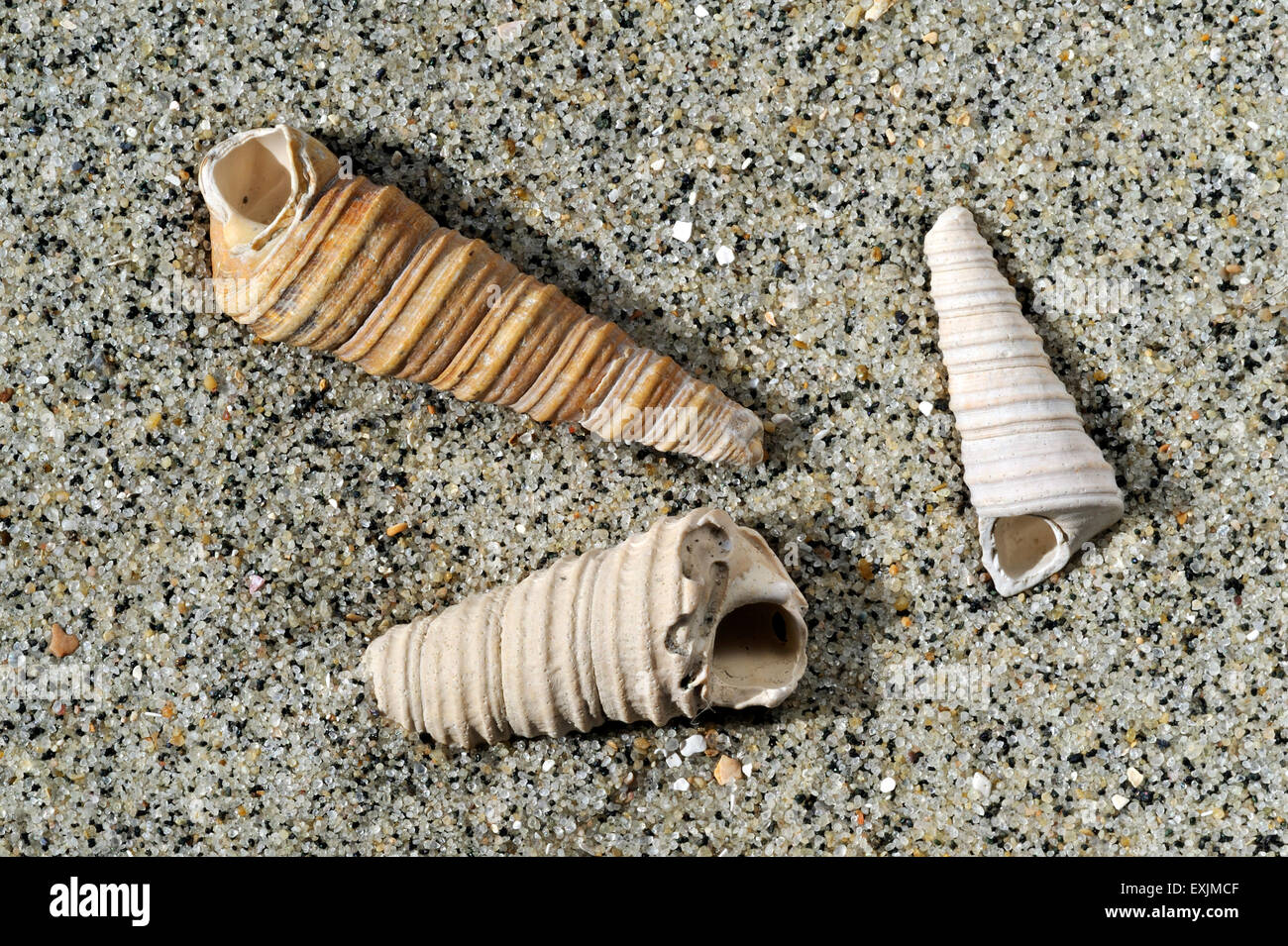 La torretta-guscio / guscio della coclea / torre comune shell (Turritella communis) Fossili sulla spiaggia Foto Stock