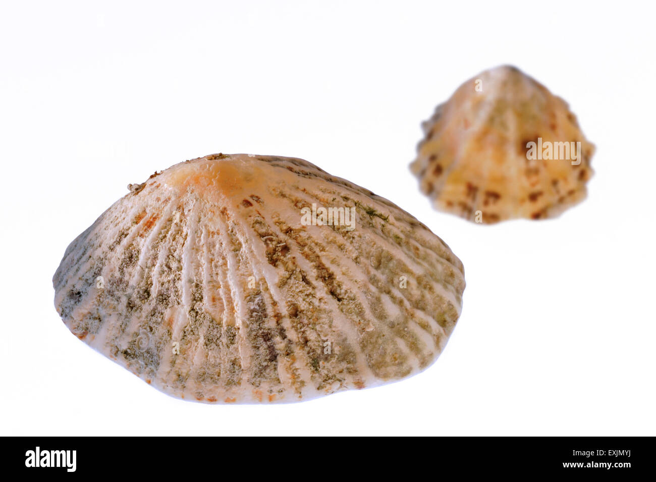 Le patelle comune / common European limpet (Patella vulgata) gusci su sfondo bianco Foto Stock