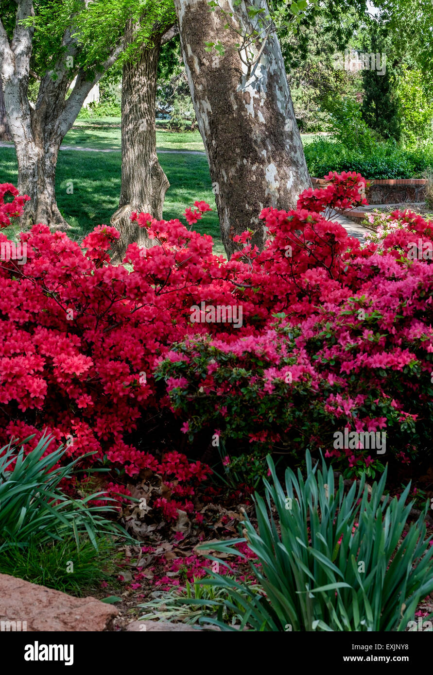 Un Americano sicomoro mostra la sua singolare modello di corteccia dietro primavera fioritura azalee in un parco pubblico nella città di Oklahoma, Oklahoma, Stati Uniti d'America. Foto Stock