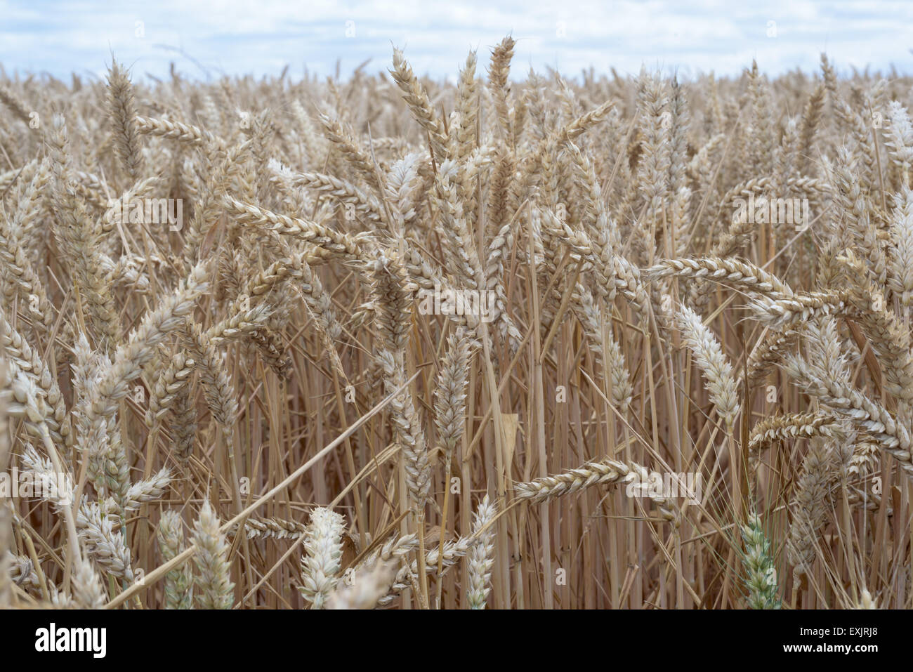 Asciugare campo di grano closeup con nessuno Foto Stock