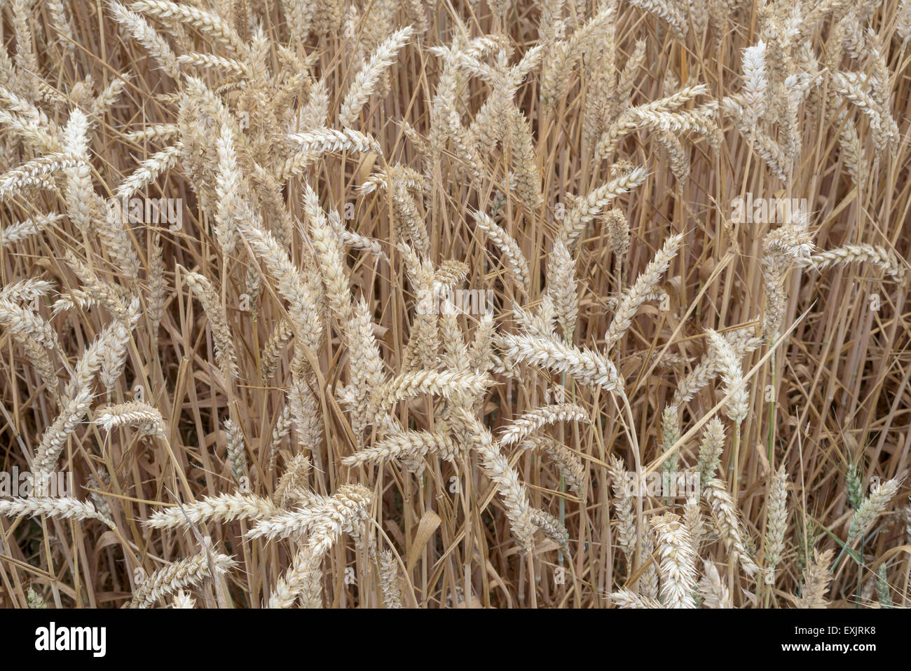 Asciugare campo di grano closeup con nessuno Foto Stock