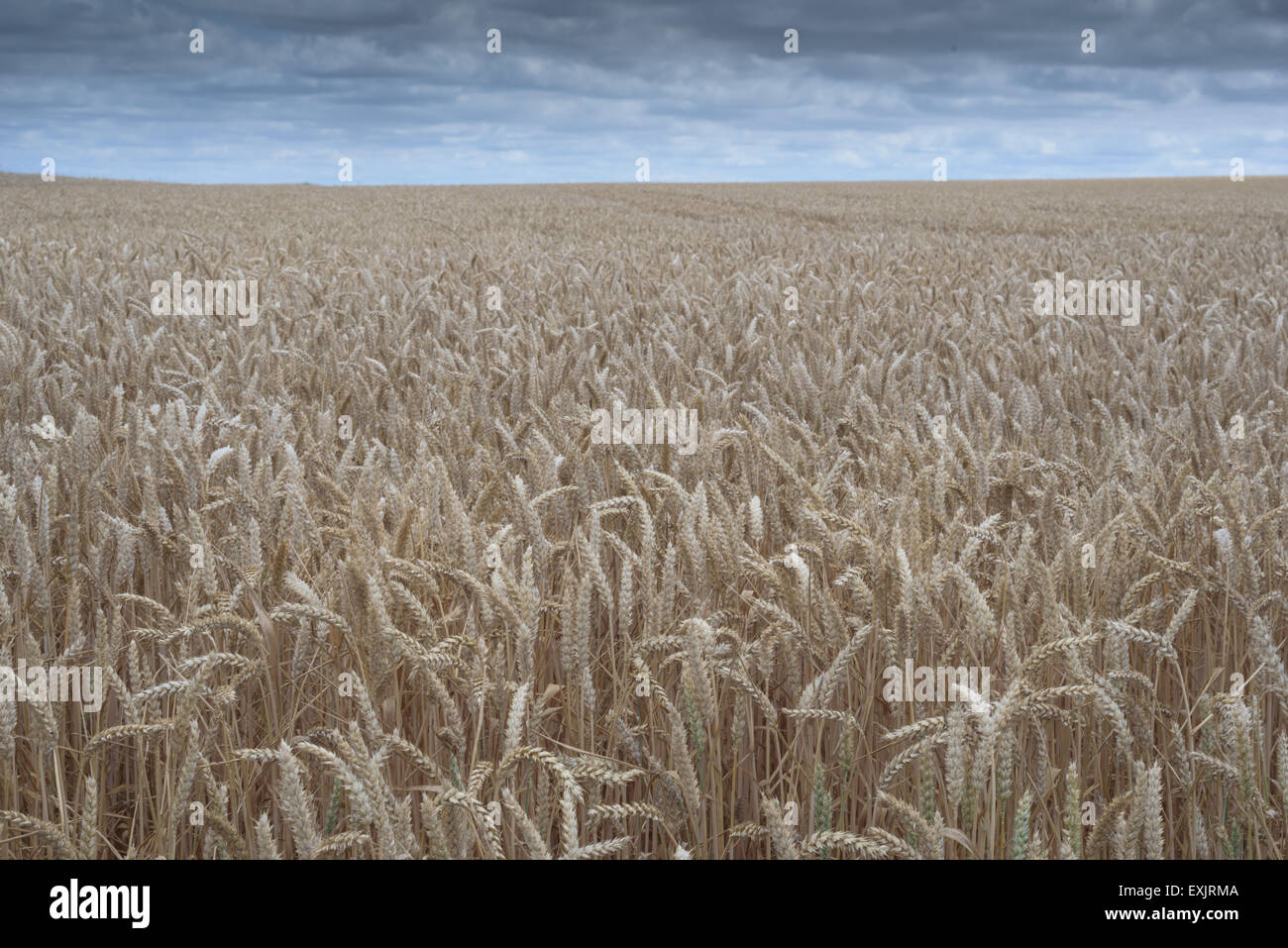 Asciugare campo di grano closeup con nessuno con blu cielo nuvoloso Foto Stock