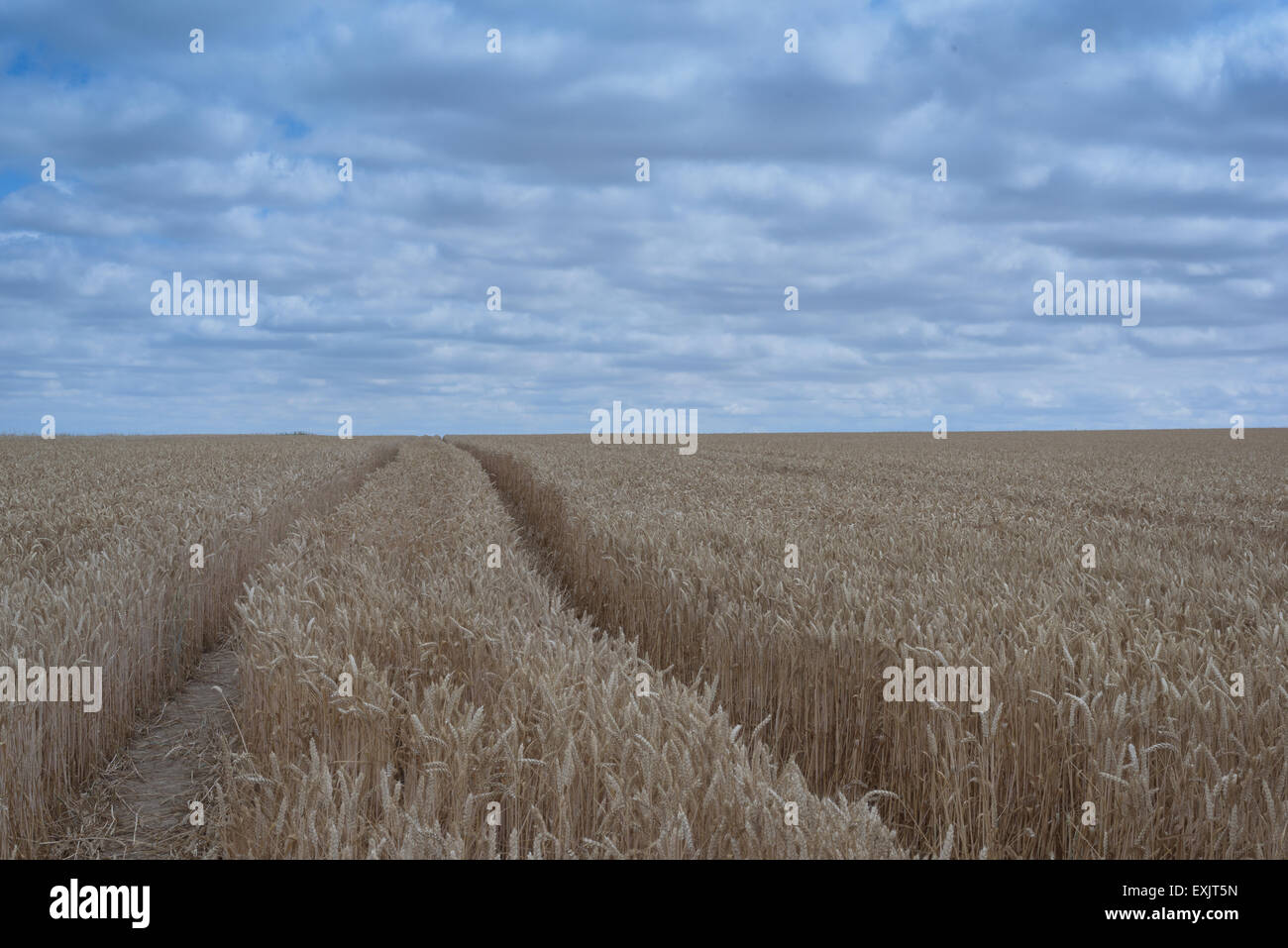 Asciugare campo di grano closeup con nessuno con blu cielo nuvoloso Foto Stock