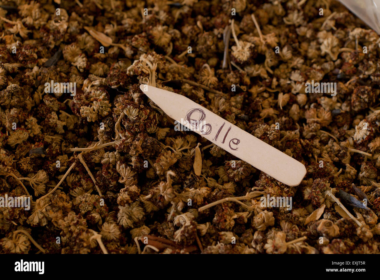 Qolle, pianta peruviana utilizzato nel naturale processo di tintura di filati Foto Stock