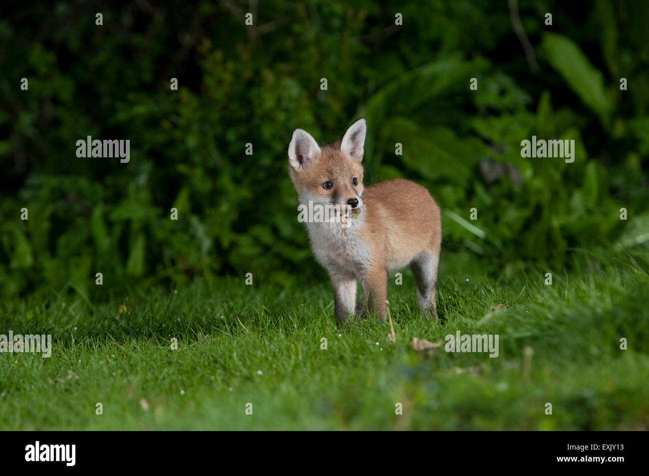 Un rosso giovane cucciolo di volpe (Vulpes vulpes) esplorando un giardino suburbano di notte, Hastings, East Sussex, Regno Unito Foto Stock