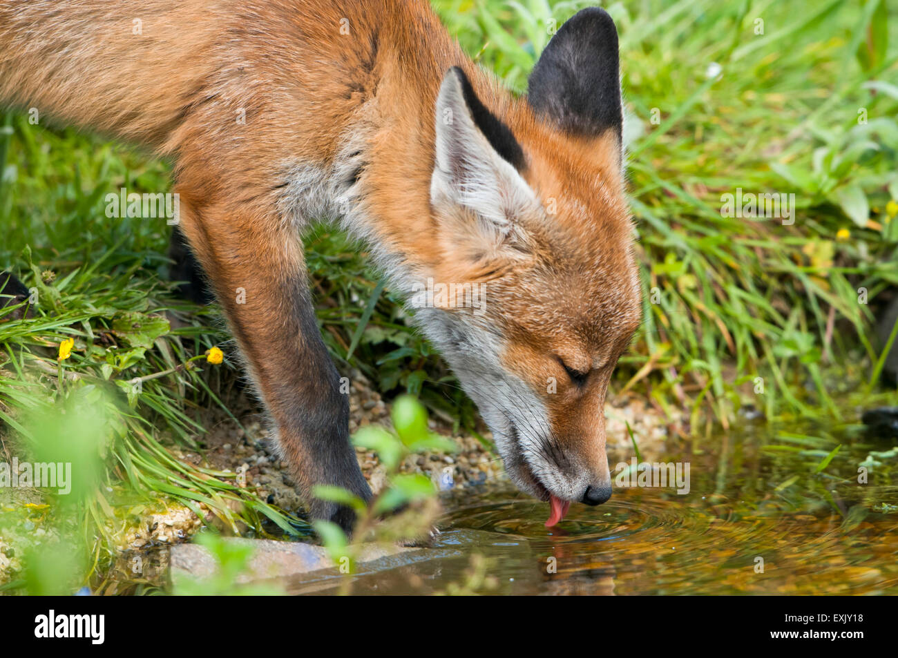 Una volpe rossa cub (Vulpes vulpes vulpes) drink da un suburban laghetto in giardino durante il giorno. Hastings, East Sussex, Regno Unito Foto Stock