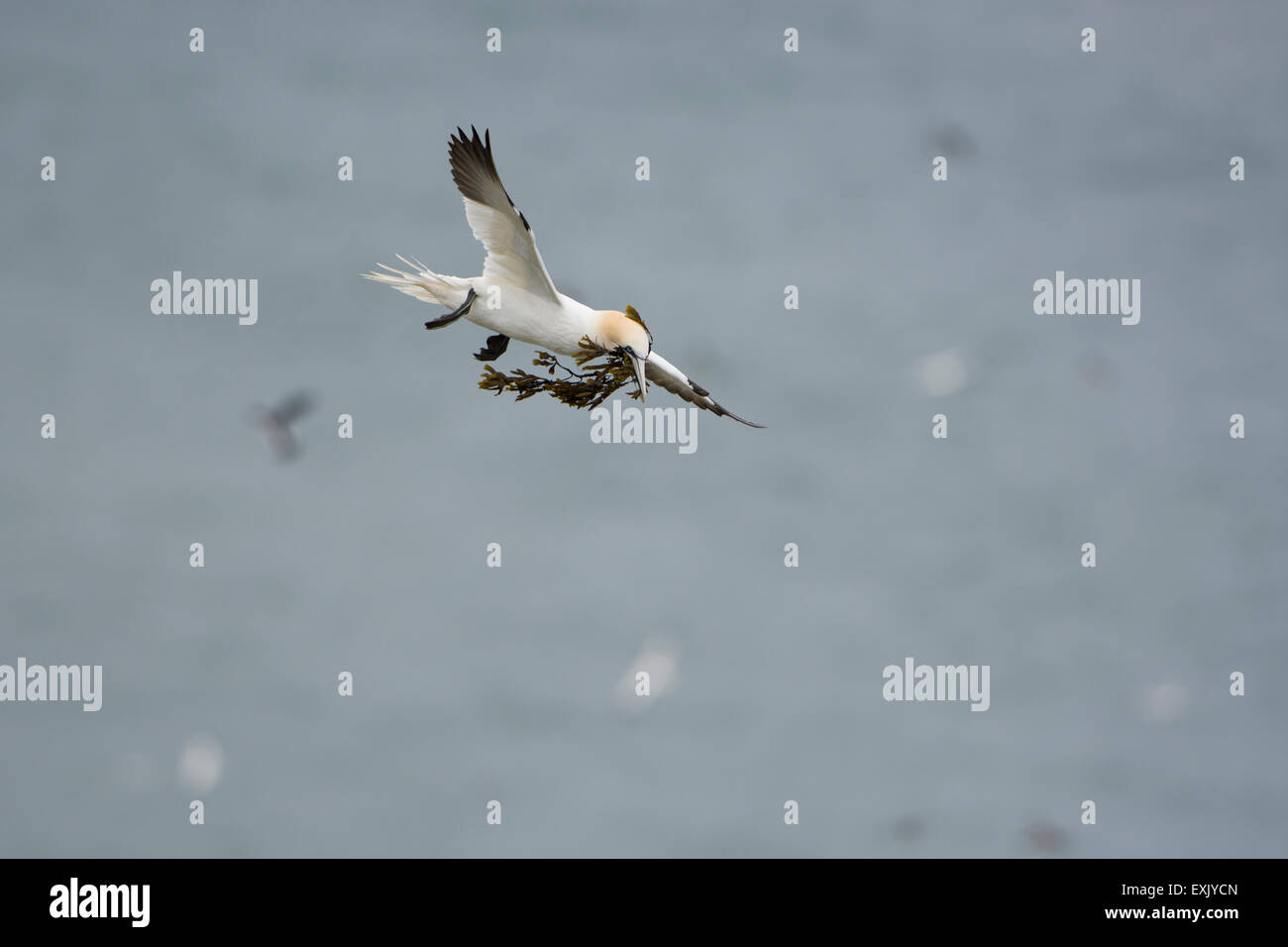 Un singolo adulto Northern Gannet (Morus bassanus) in volo con un becco piena di alghe per materiale di nesting Foto Stock