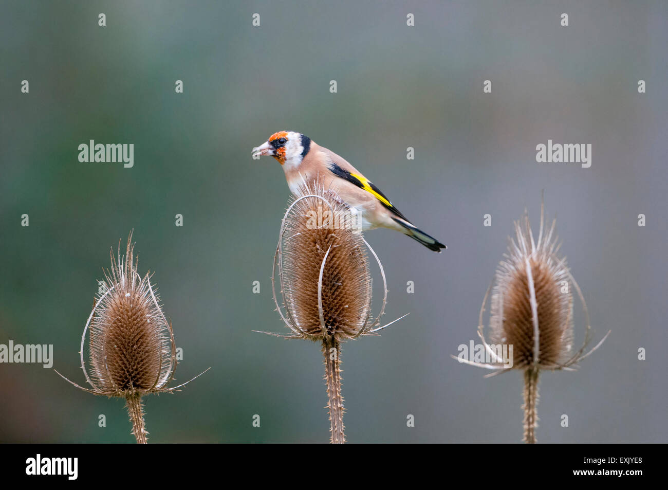 Un Cardellino feed su Teasel seedheads nel giardino suburbano, Hastings, East Sussex, Regno Unito Foto Stock